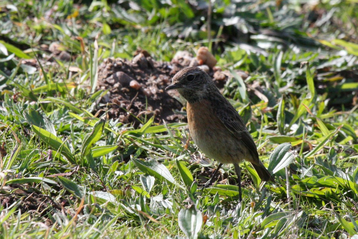 דוחל שחור-גרון - ML647684785