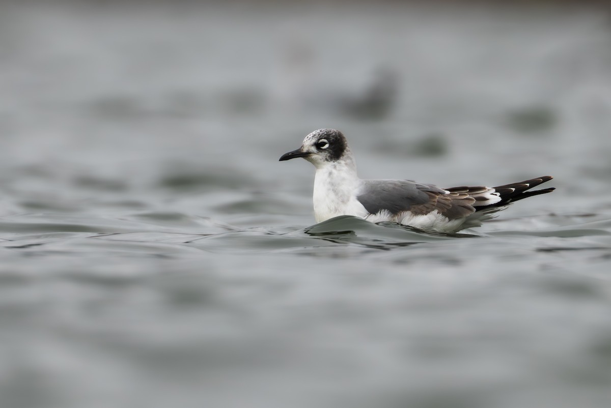 שחף אפור-זנב - ML647684786