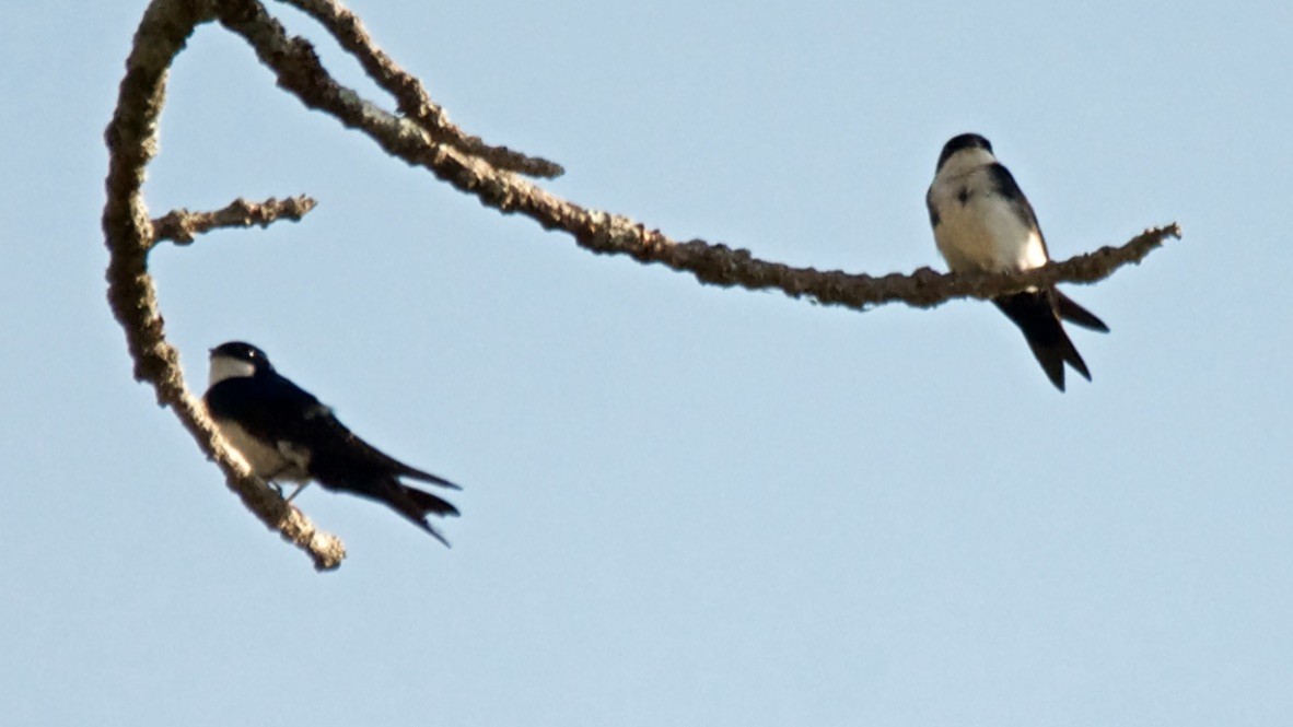 Blue-and-white Swallow - ML647684787