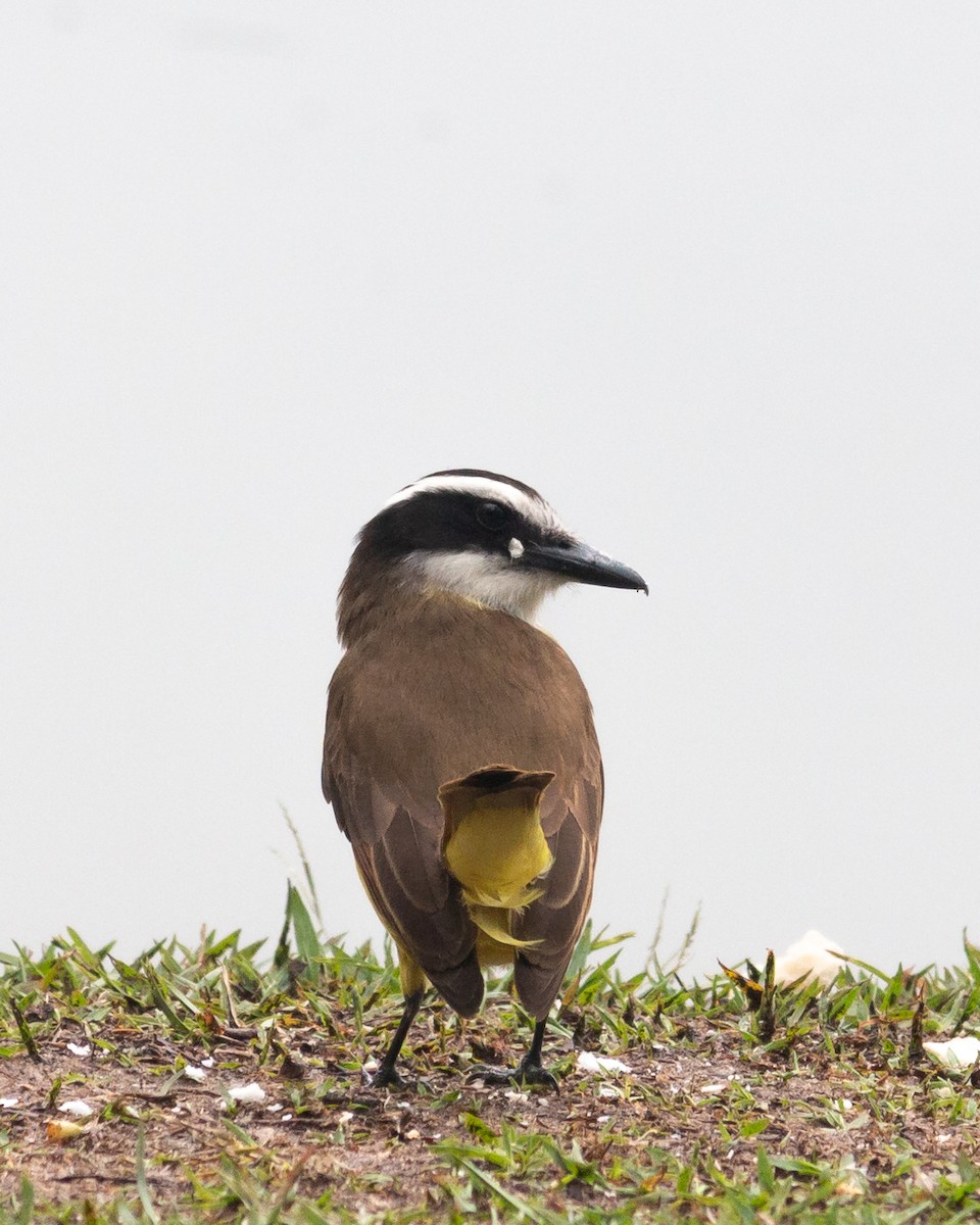 Great Kiskadee - ML647684790
