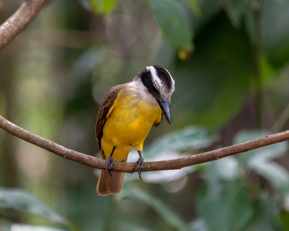 Great Kiskadee - ML647684791