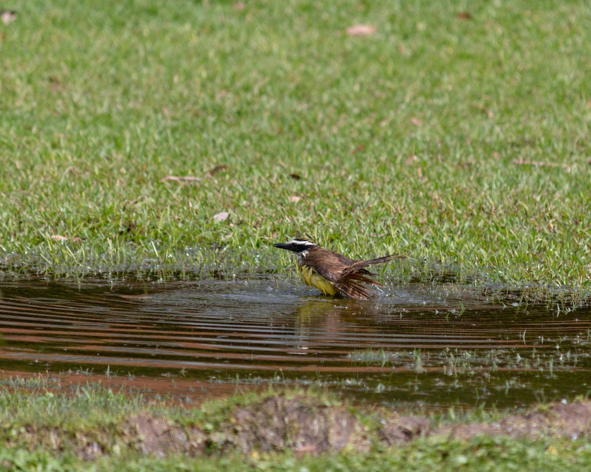 Great Kiskadee - ML647684792