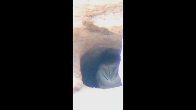 American Barn Owl - ML647684793