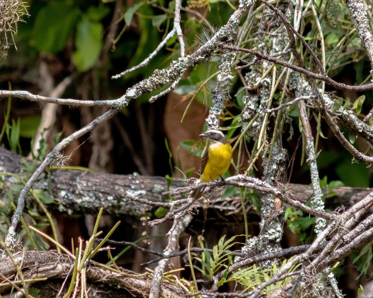 Rotscheitel-Maskentyrann - ML647684803