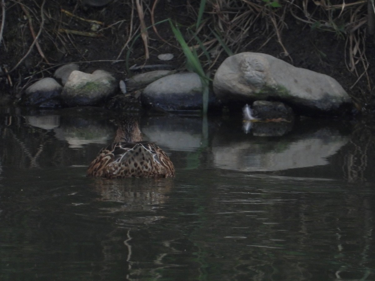 Широконіска північна - ML647684805
