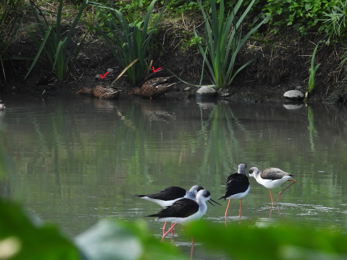 Широконіска північна - ML647684808