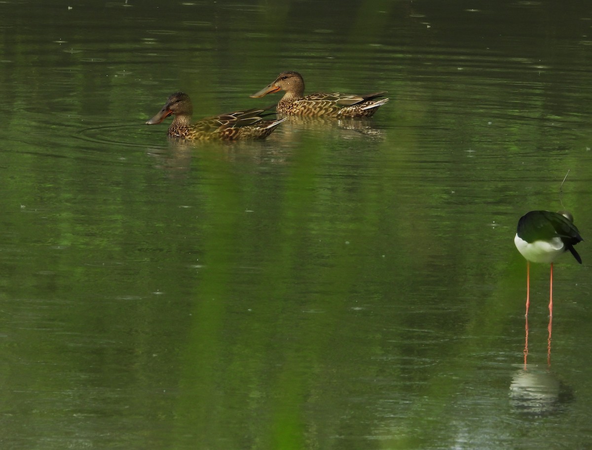 Широконіска північна - ML647684809