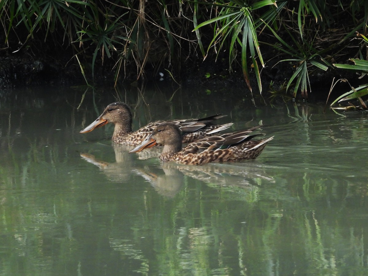 Широконіска північна - ML647684810