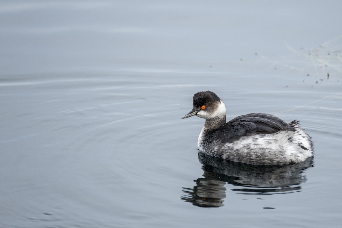 Eared Grebe - ML647684839