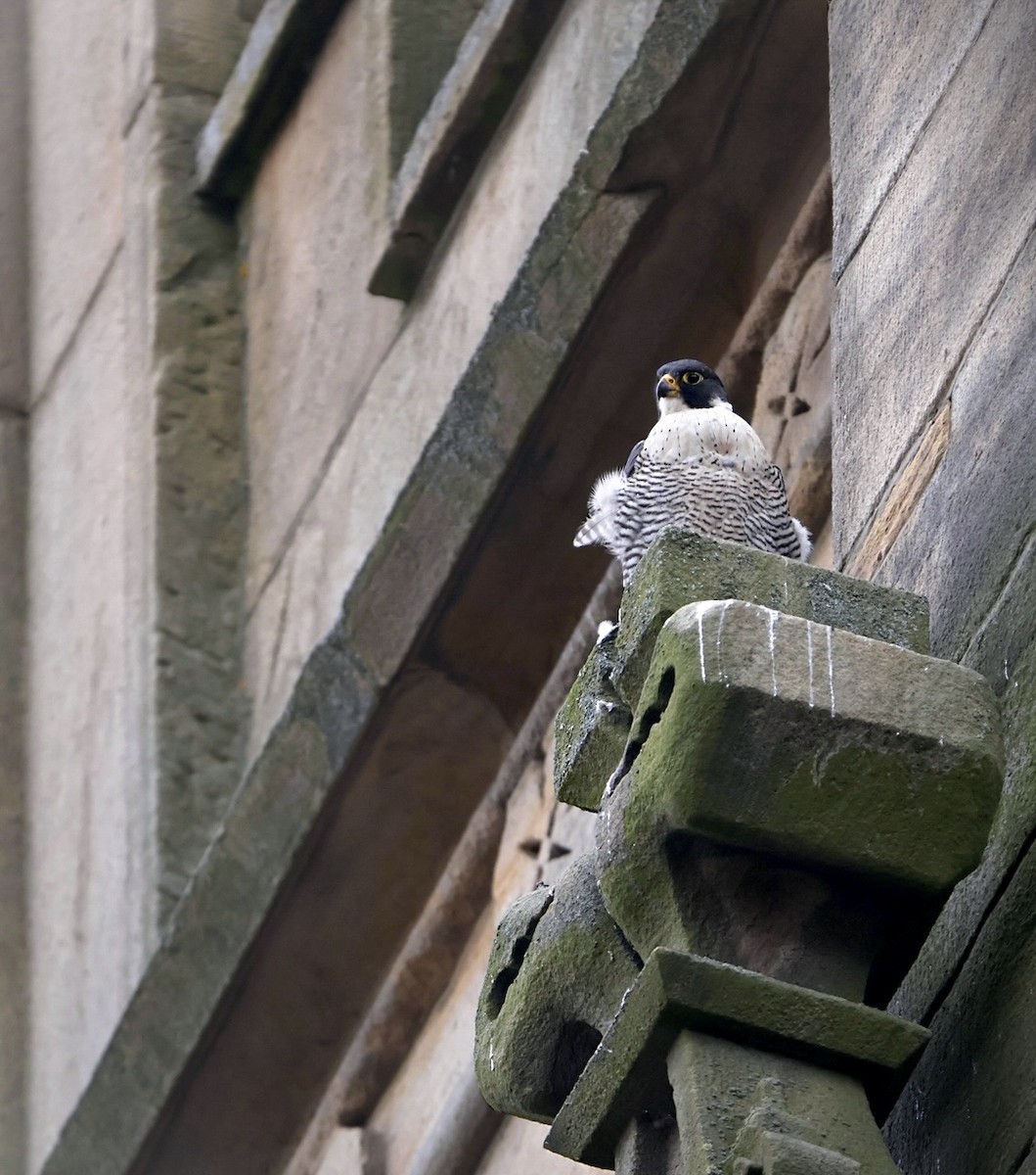 Peregrine Falcon - ML647684846