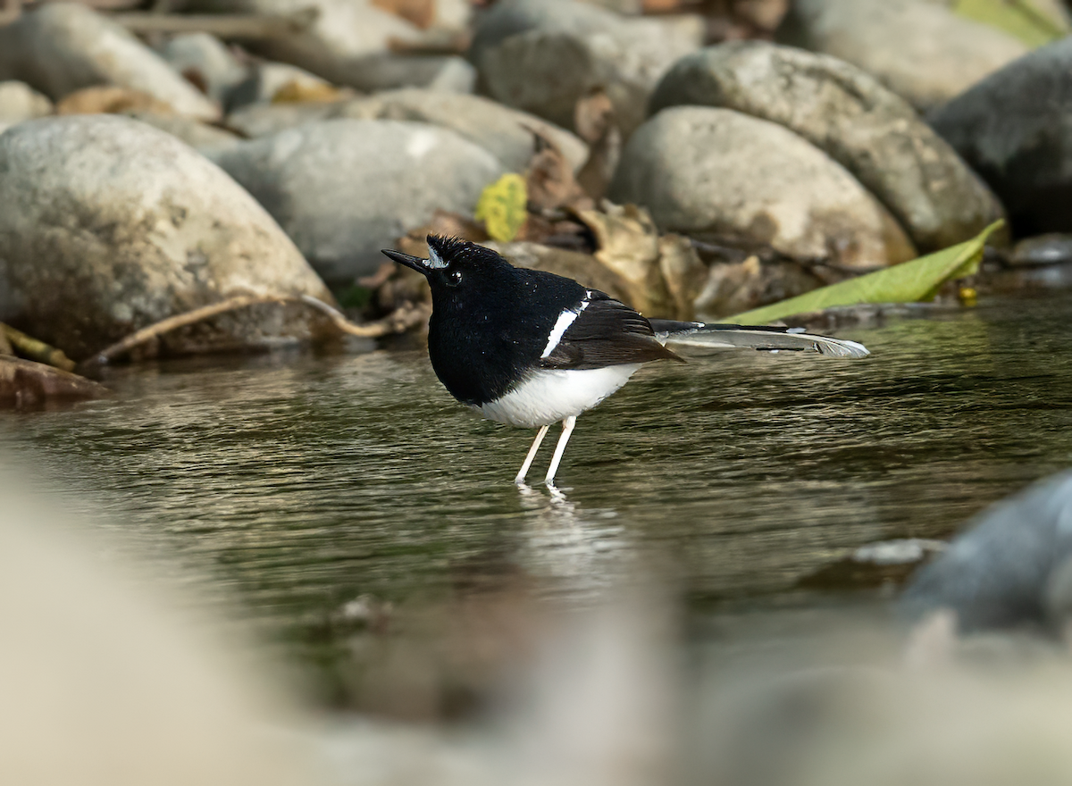 White-crowned Forktail - ML647684857