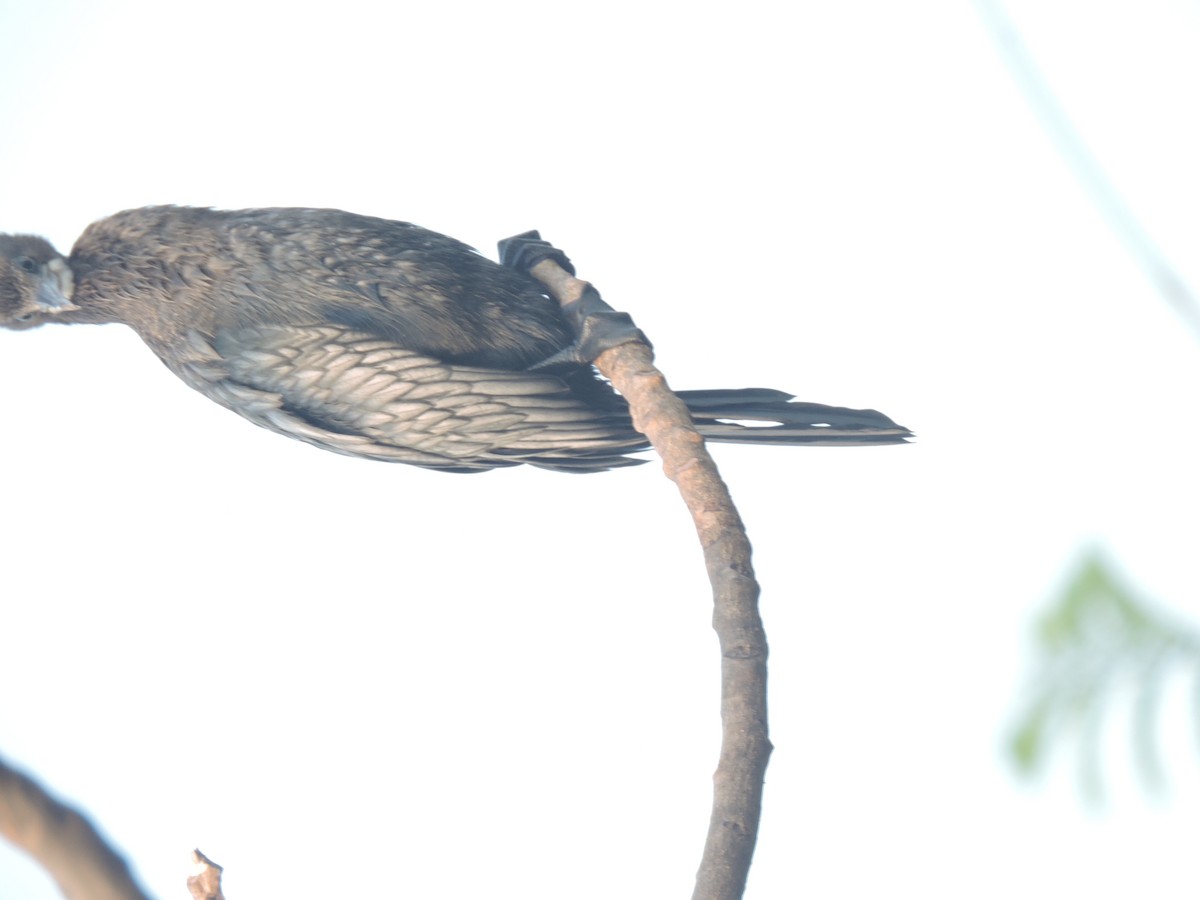 Баклан індійський - ML647684863