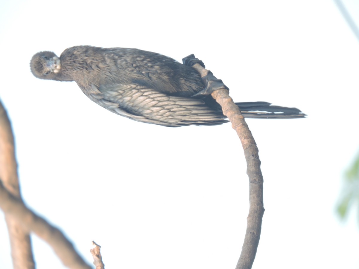 Баклан індійський - ML647684864