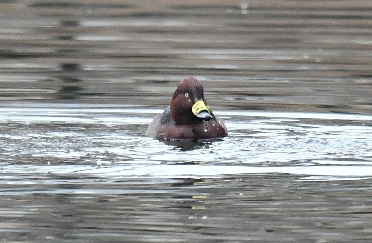 Чернь білоока - ML647684868