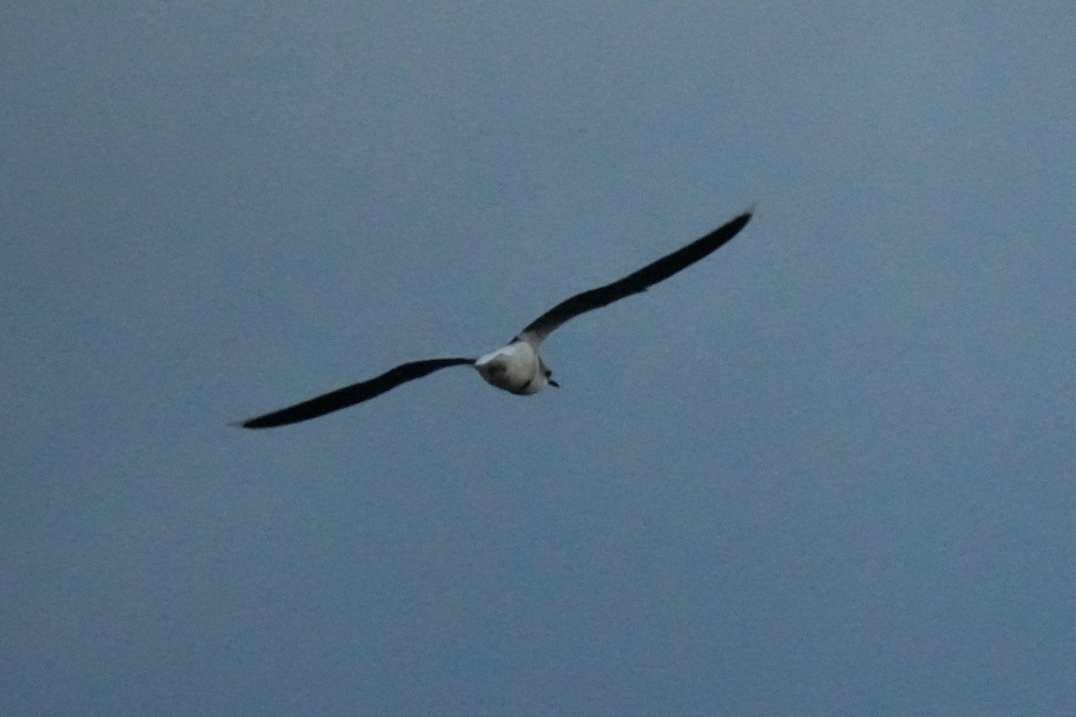 Мартин малий - ML647684870