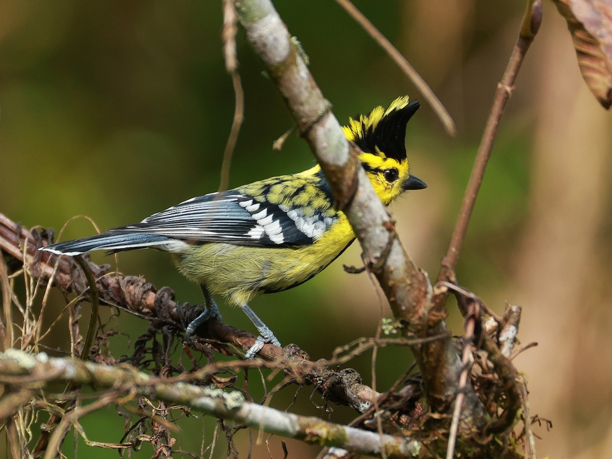 Синиця королівська - ML647684871