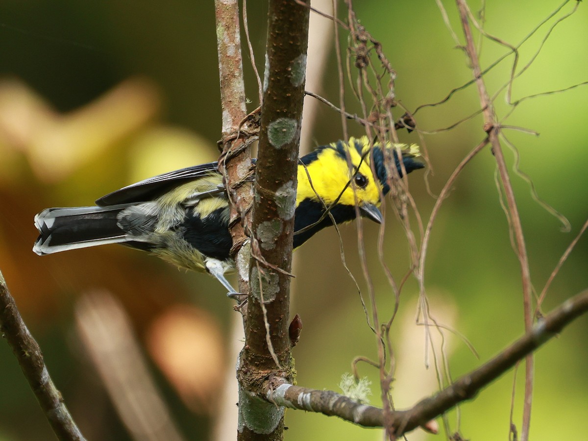 Синиця королівська - ML647684872