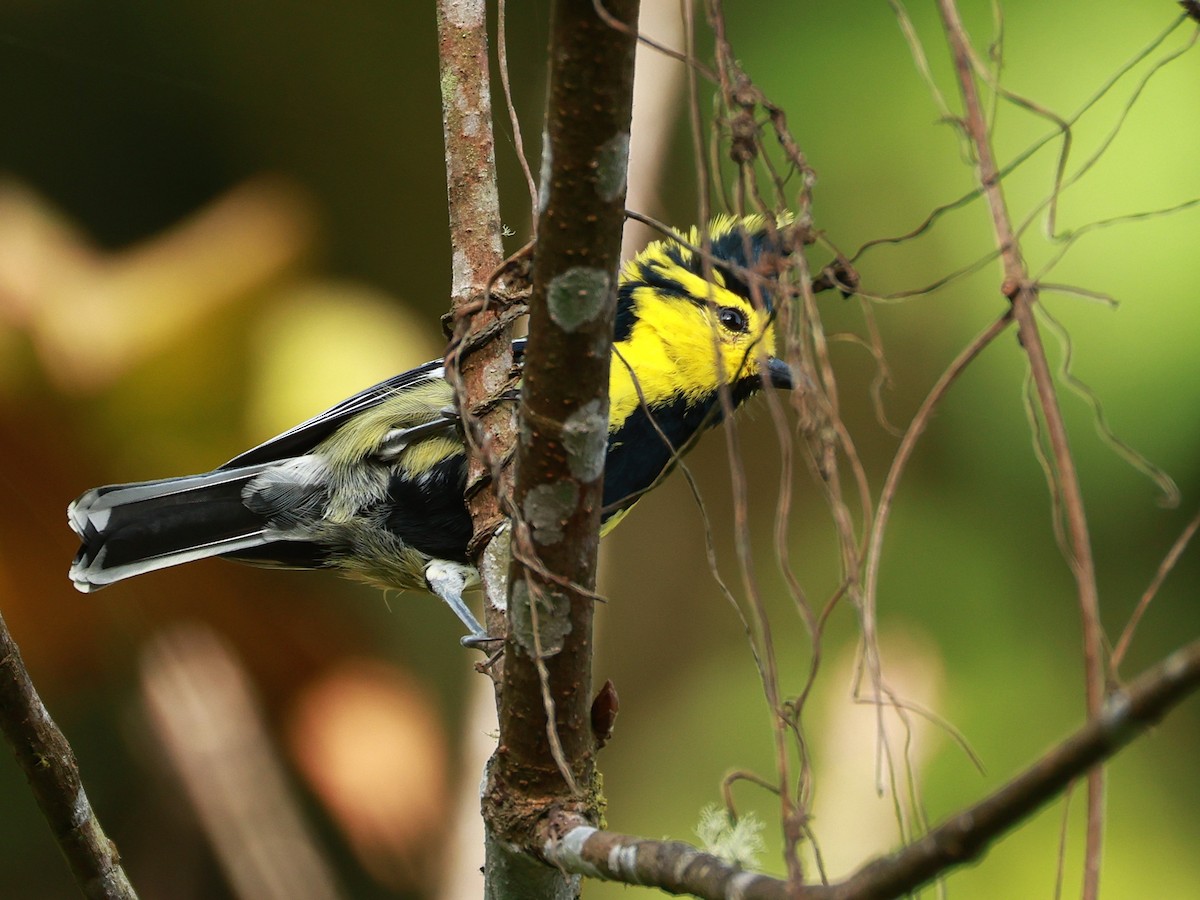 Синиця королівська - ML647684873