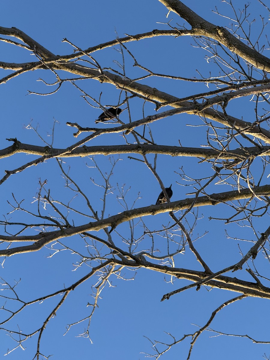 Шпак звичайний - ML647684878