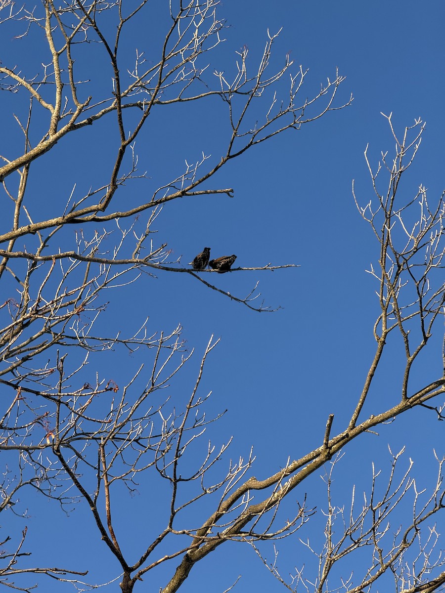 Шпак звичайний - ML647684879