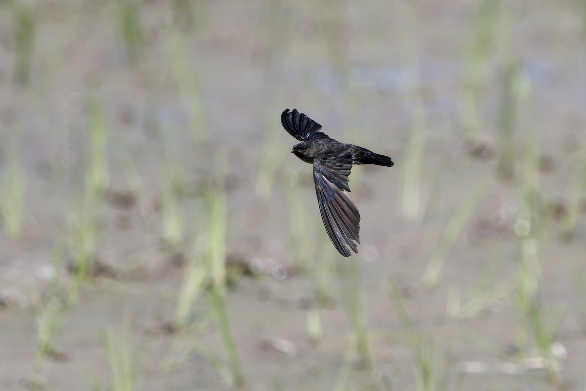 Саланґана зеленкувата - ML647684880