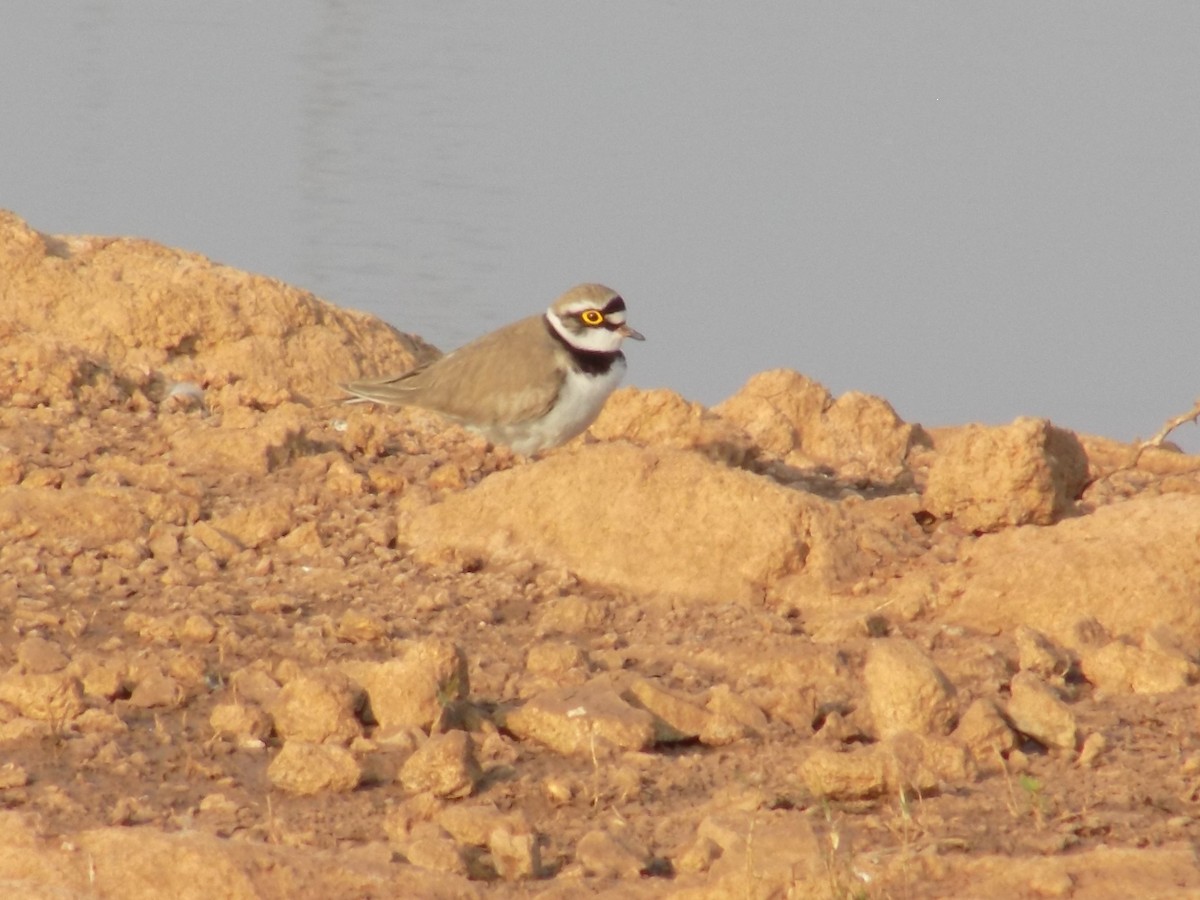 Пісочник малий - ML647684881