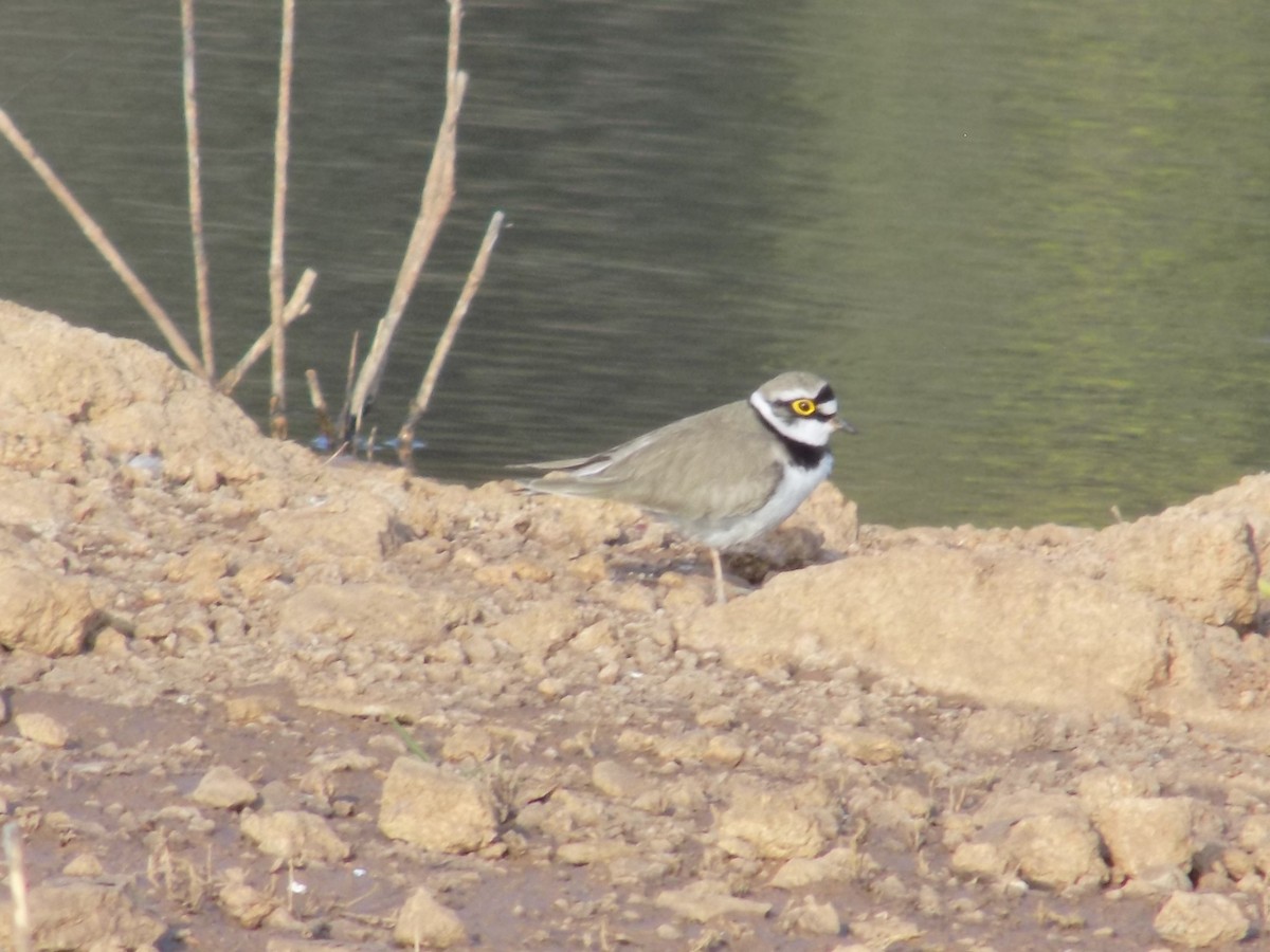 Пісочник малий - ML647684883