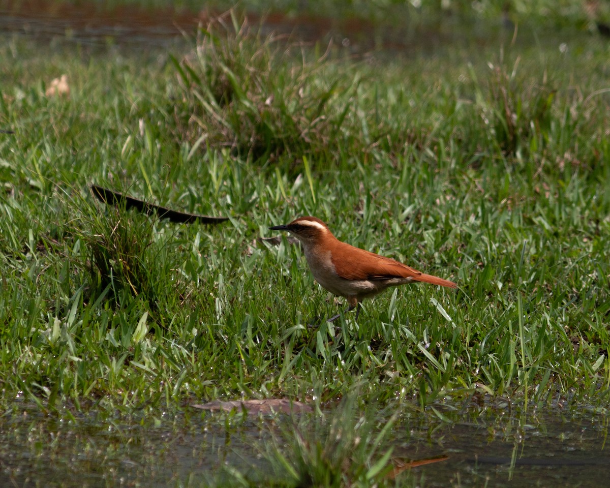 Горнеро бразильський - ML647684884