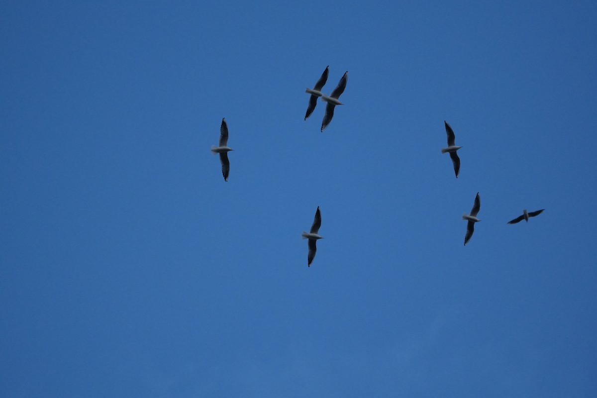 Мартин звичайний - ML647684885