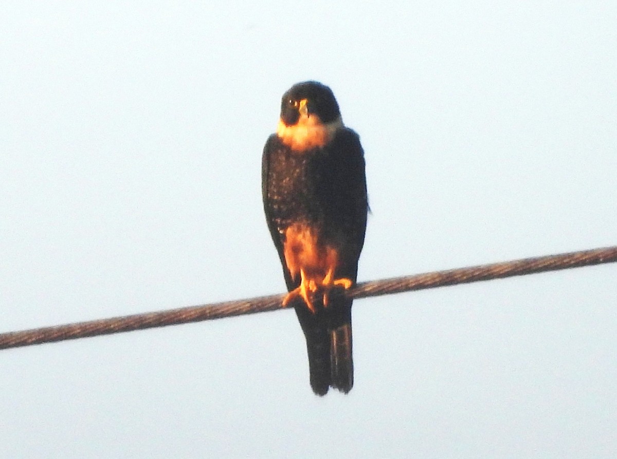 Підсоколик смугастогрудий - ML647684886