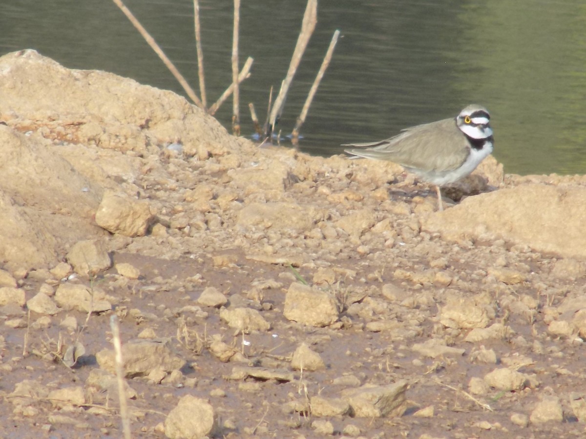 Пісочник малий - ML647684887