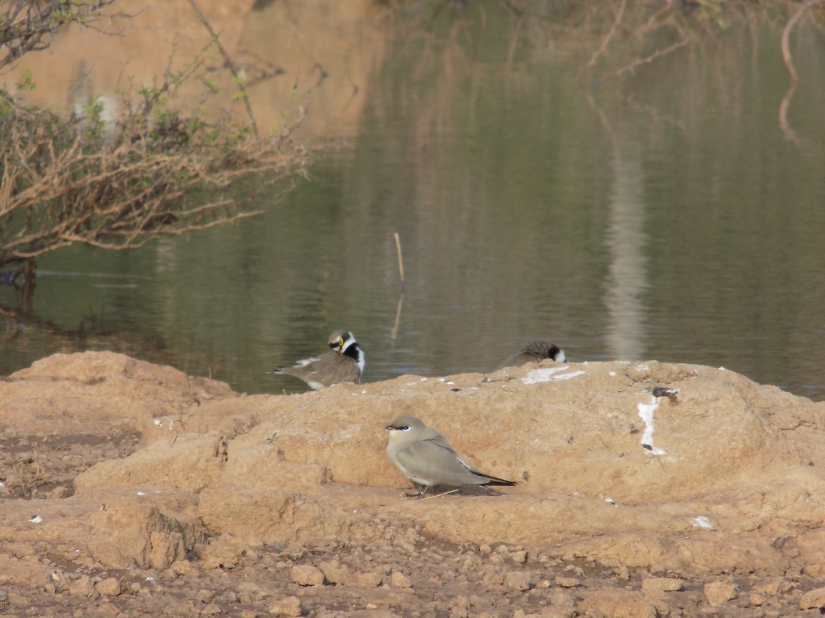 Пісочник малий - ML647684888