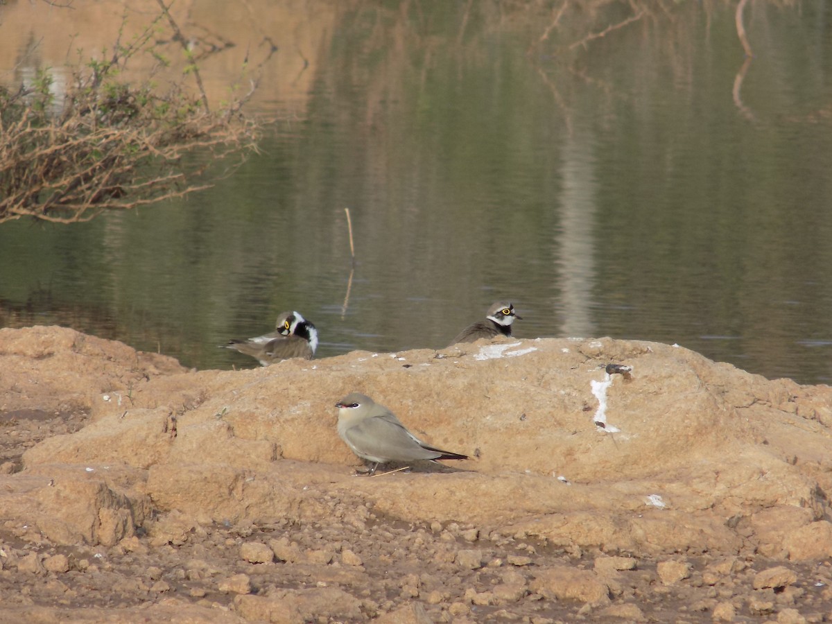 Пісочник малий - ML647684889