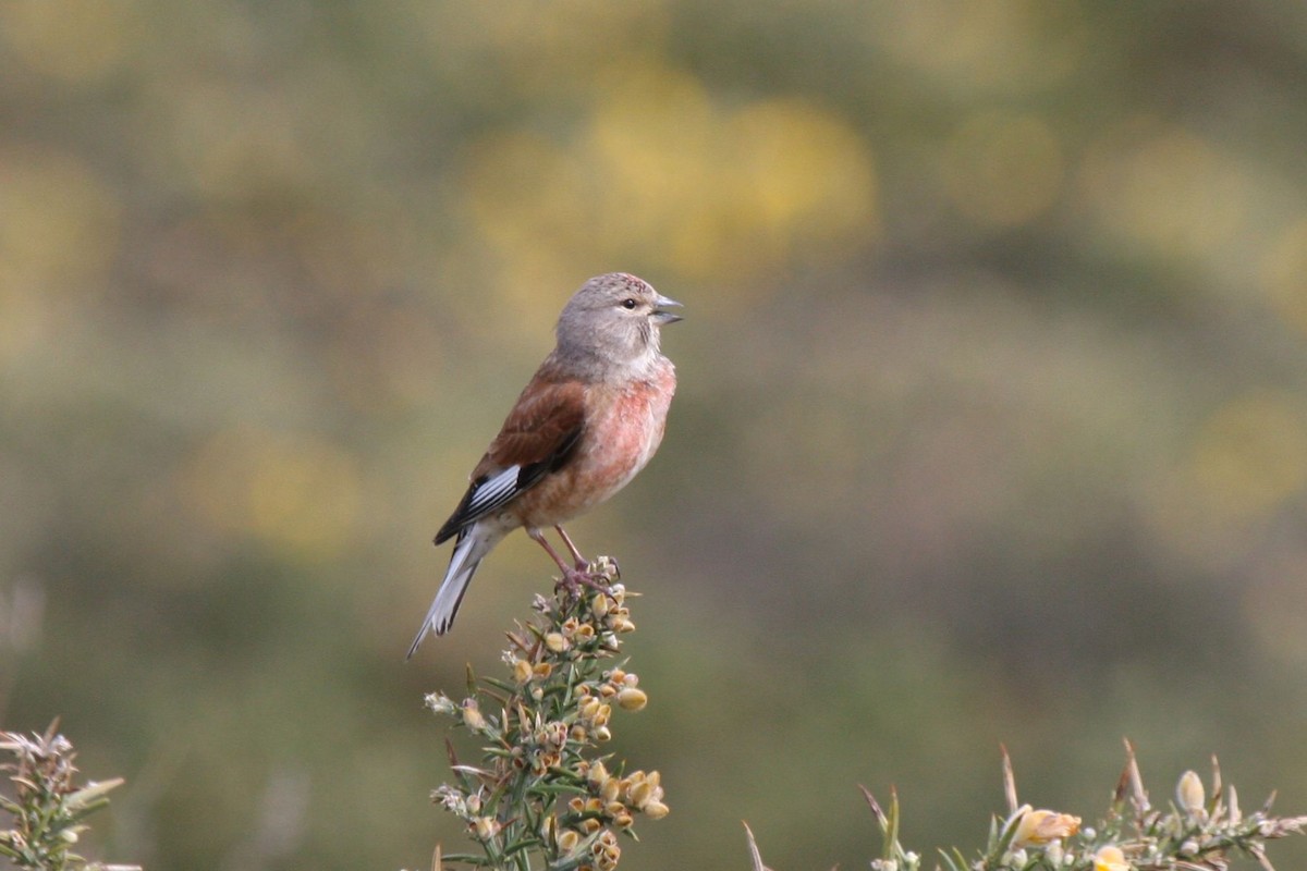 Коноплянка - ML647684893