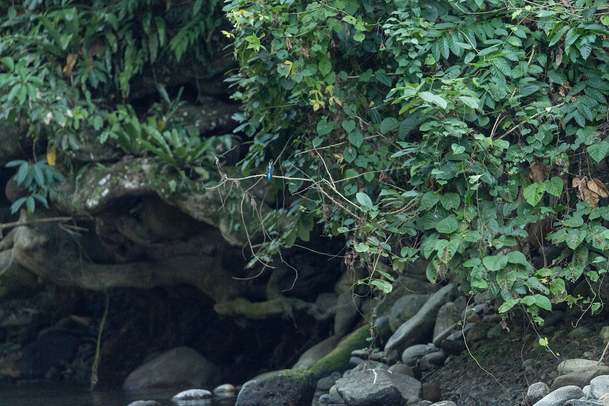 Рибалочка-геркулес - ML647684896