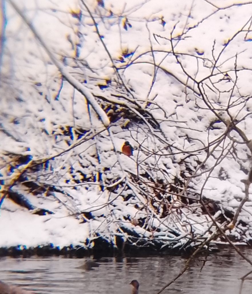 Рибалочка блакитний - ML647684897