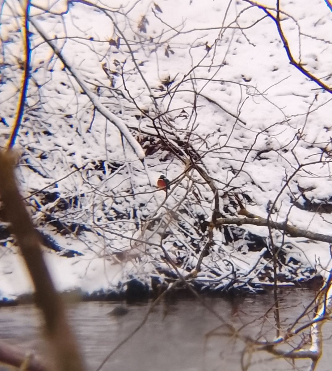 Рибалочка блакитний - ML647684898