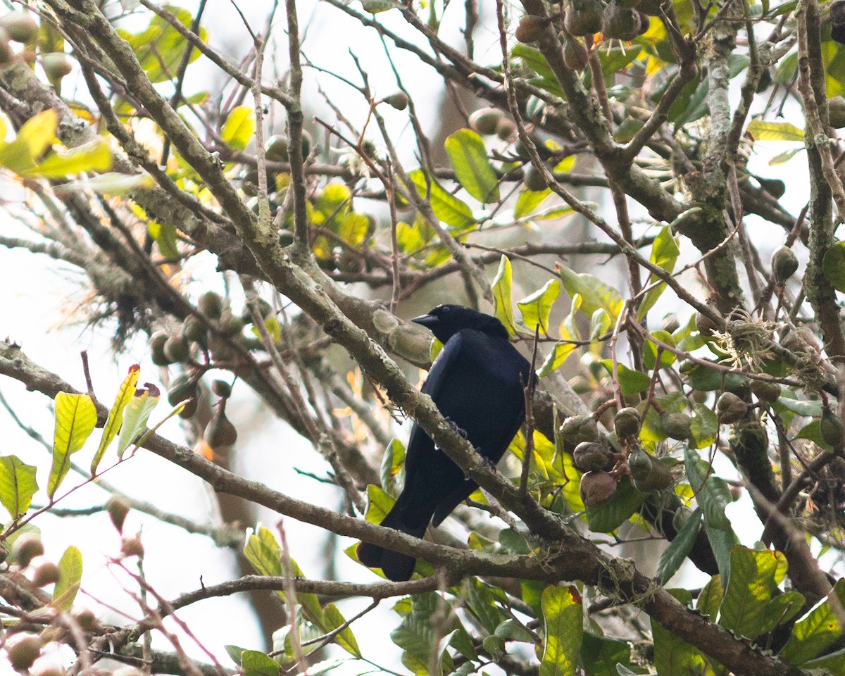 Вашер синій - ML647684899