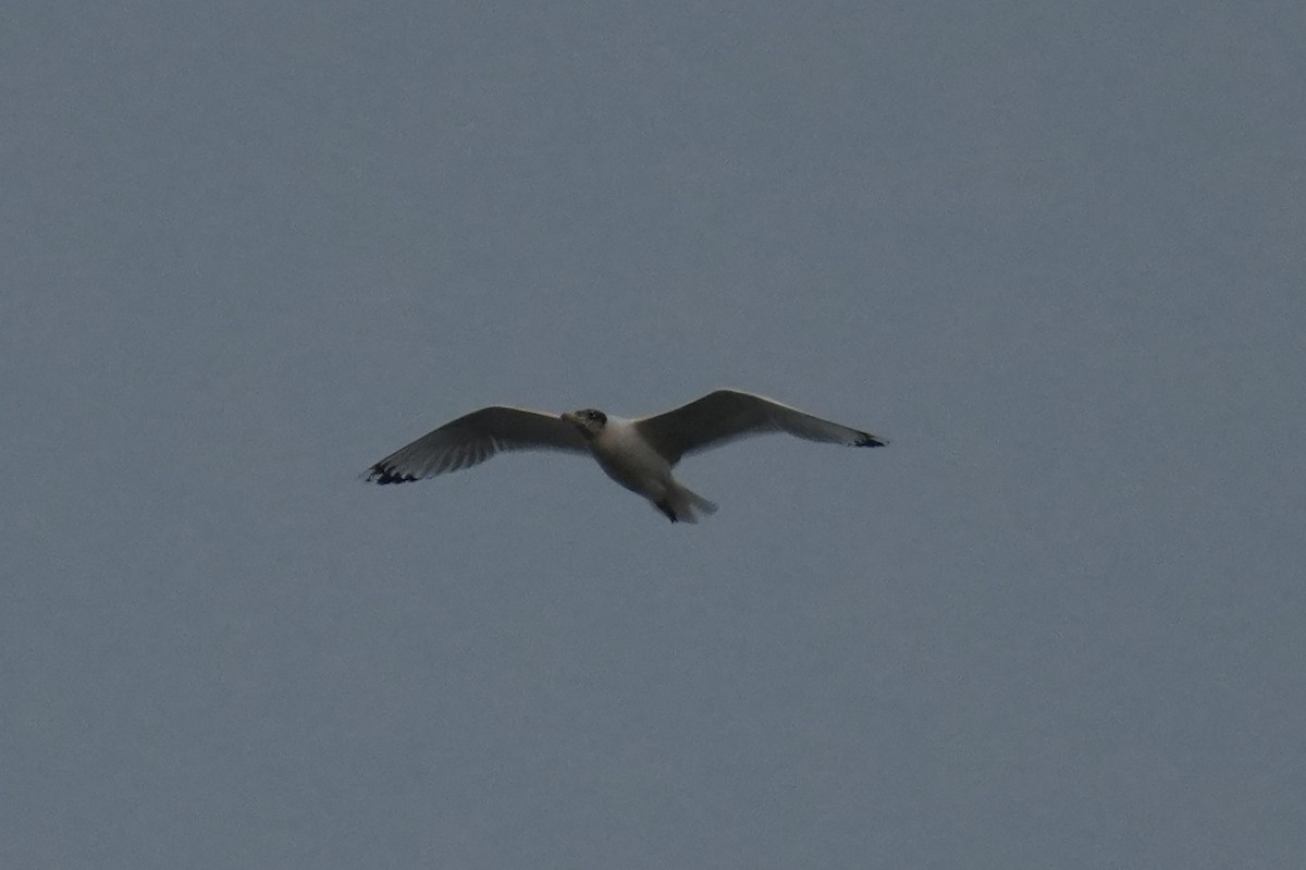 Мартин каспійський - ML647684903