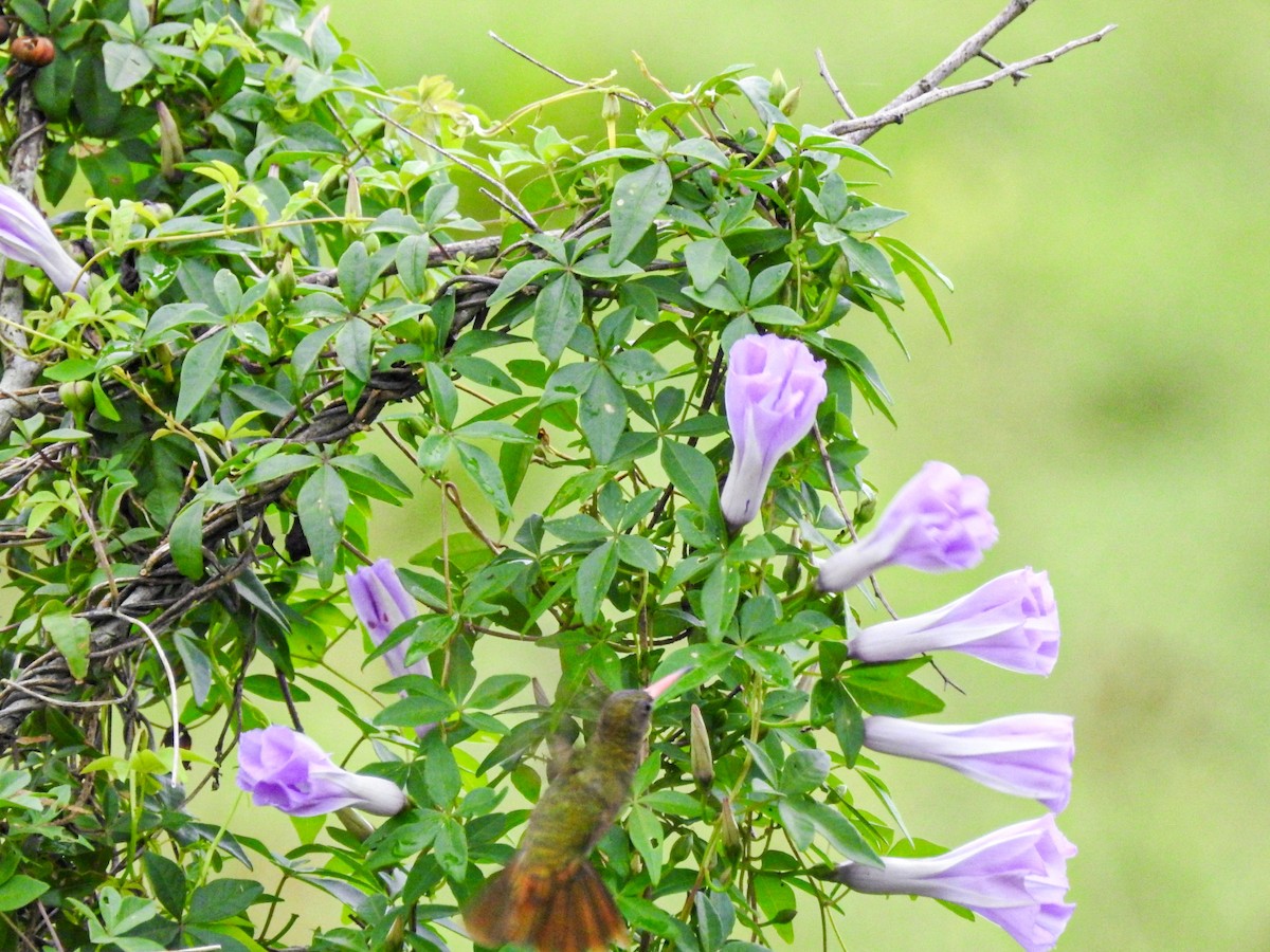 Колібрі-сапфір золотистий - ML647684904