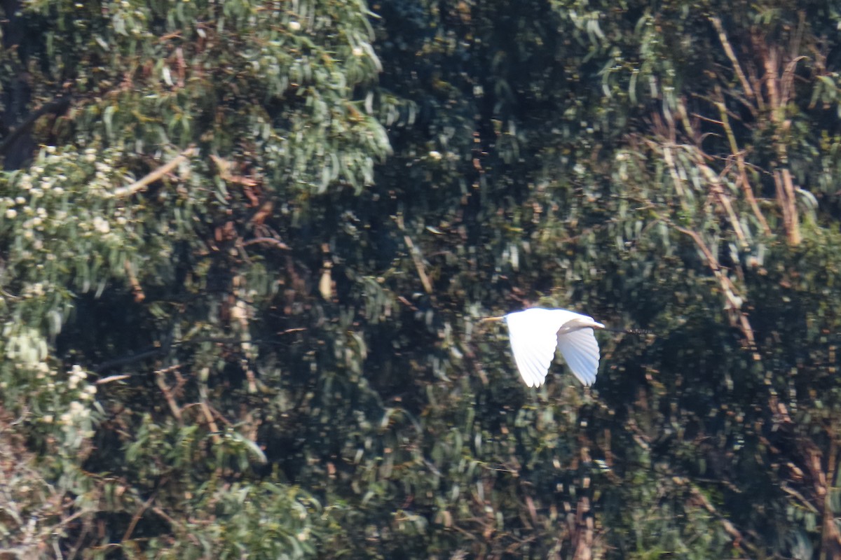 Garceta Grande - ML647684955