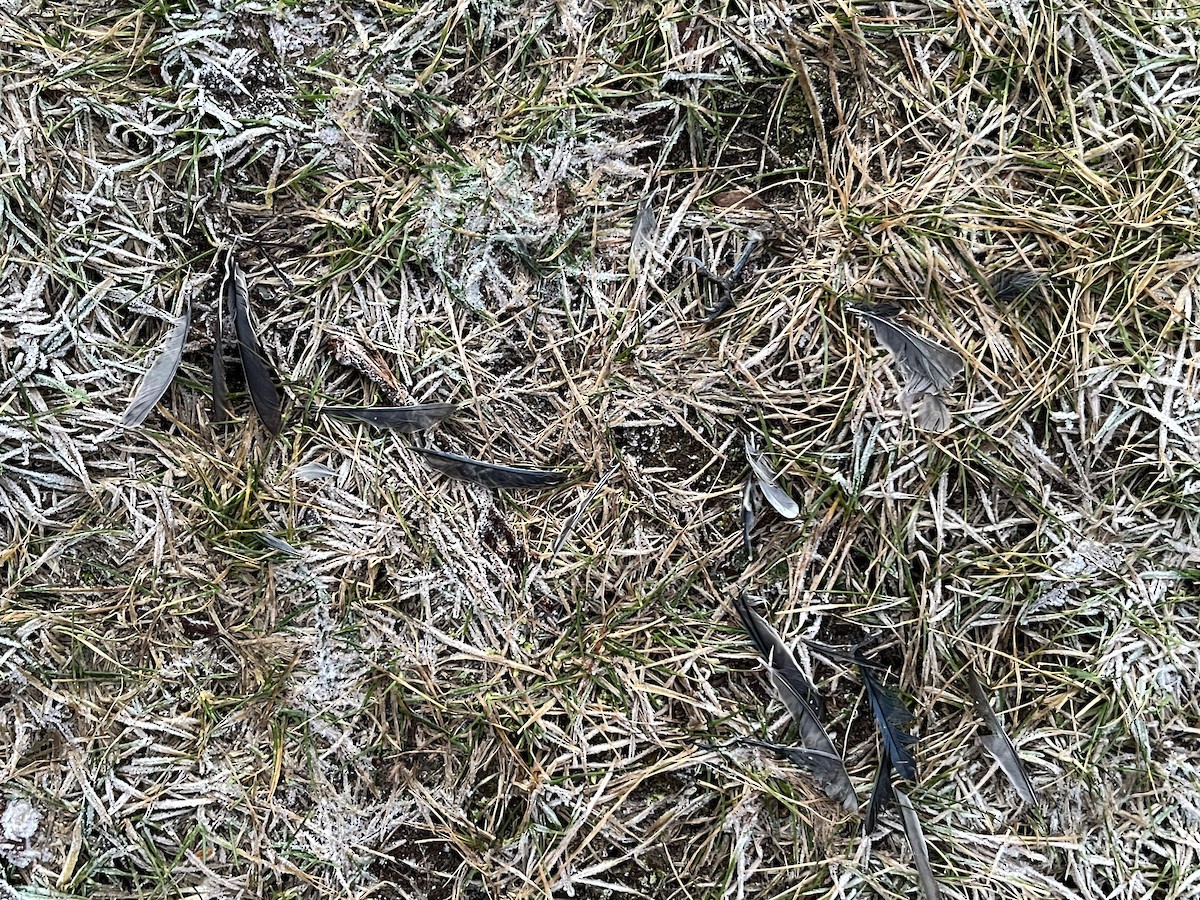 Herrerillo Común - ML647684994