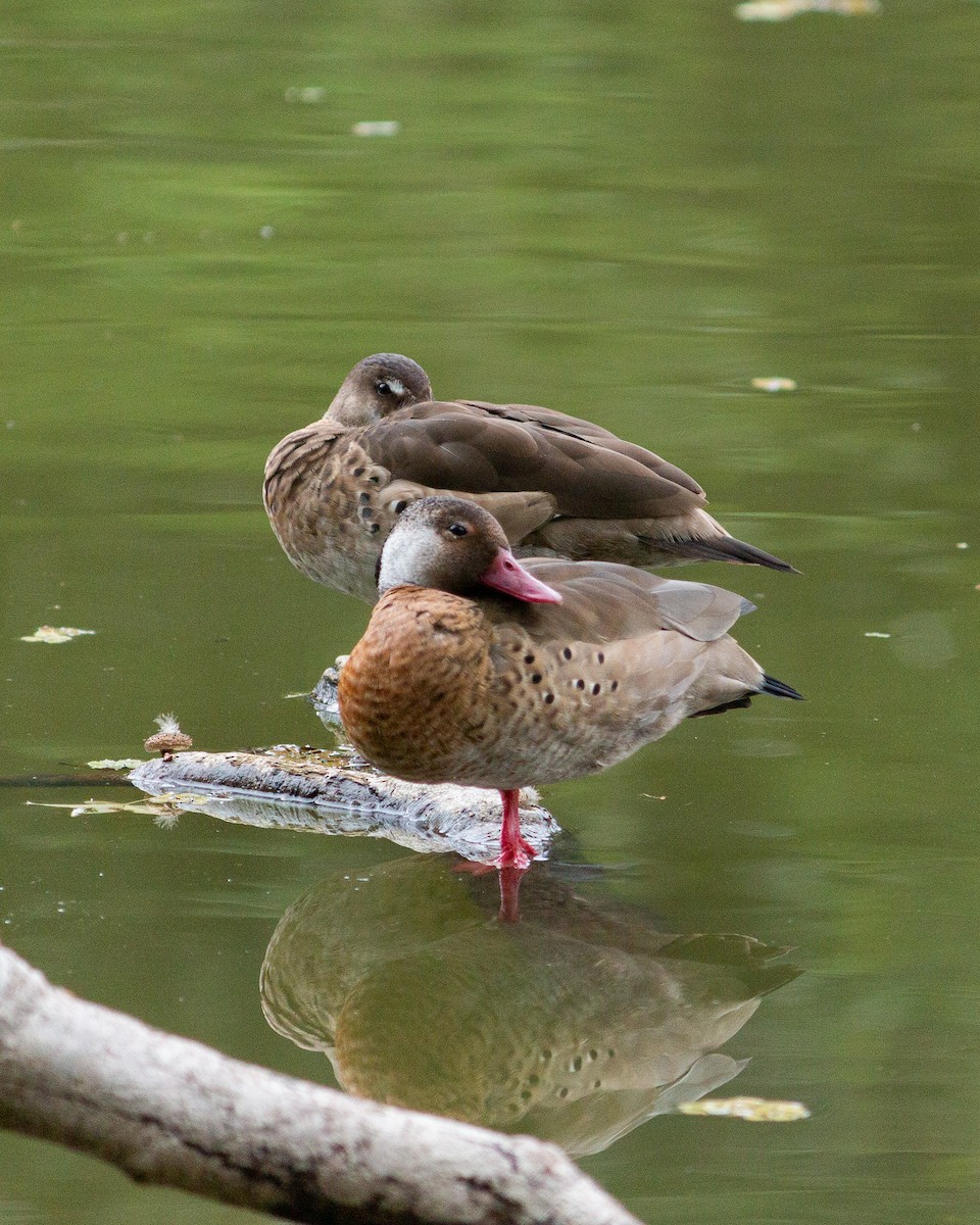 Brazilian Teal - ML647684995