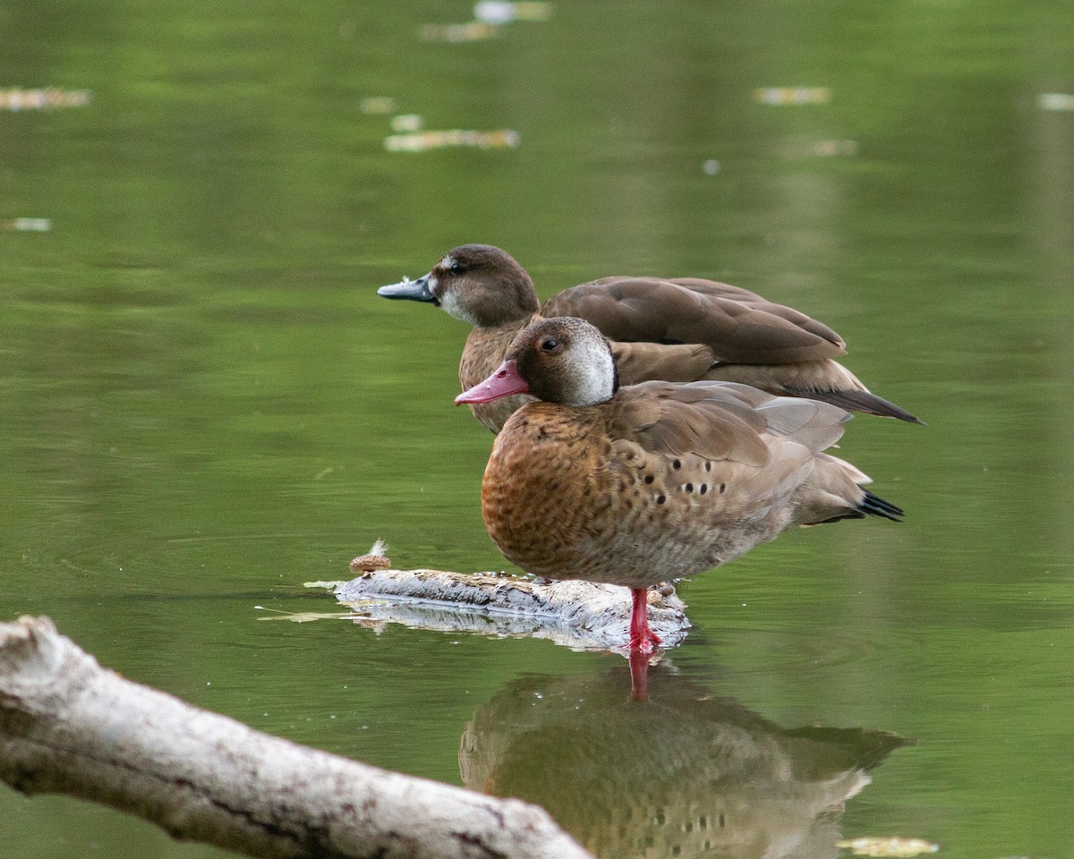 Brazilian Teal - ML647684996