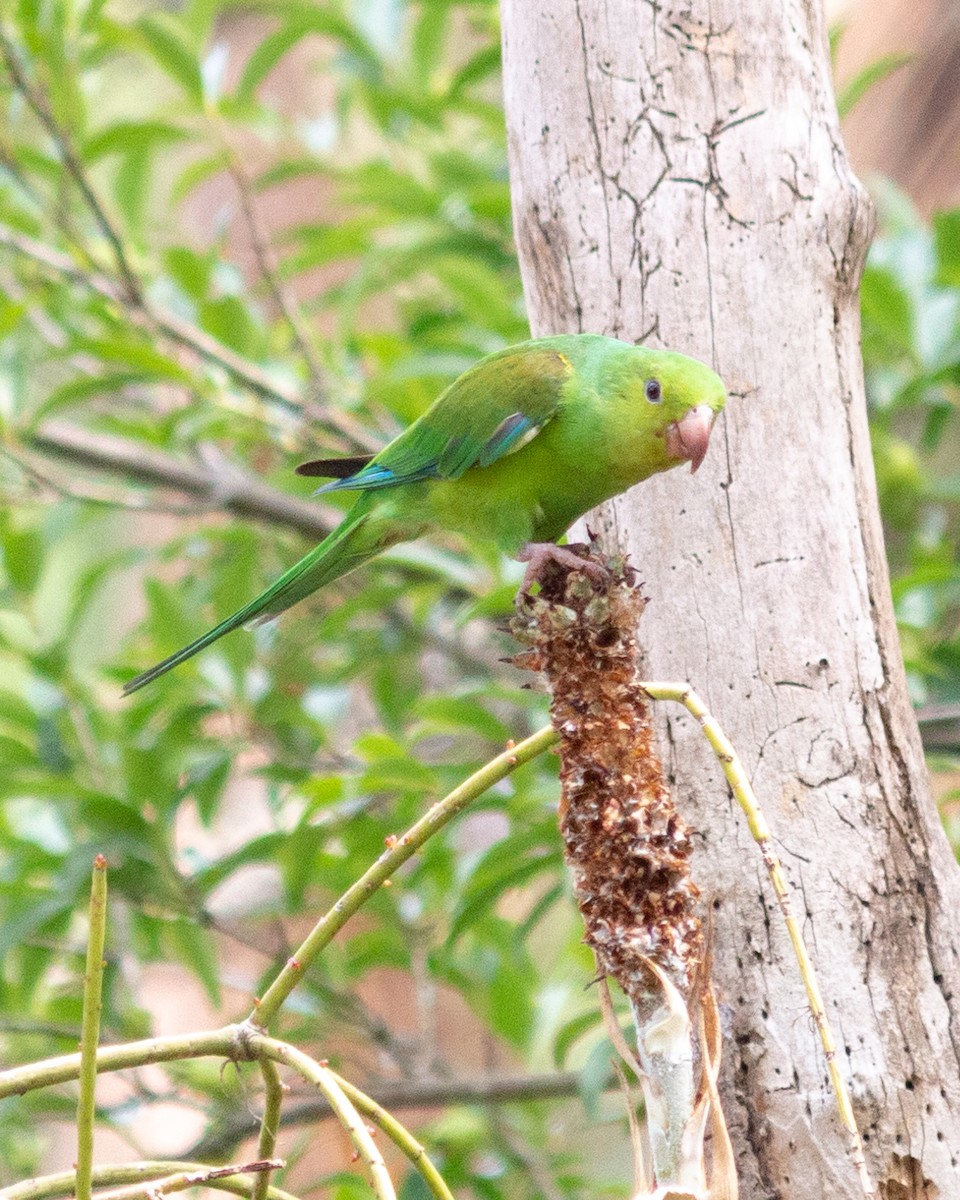 オナガミドリインコ - ML647685021