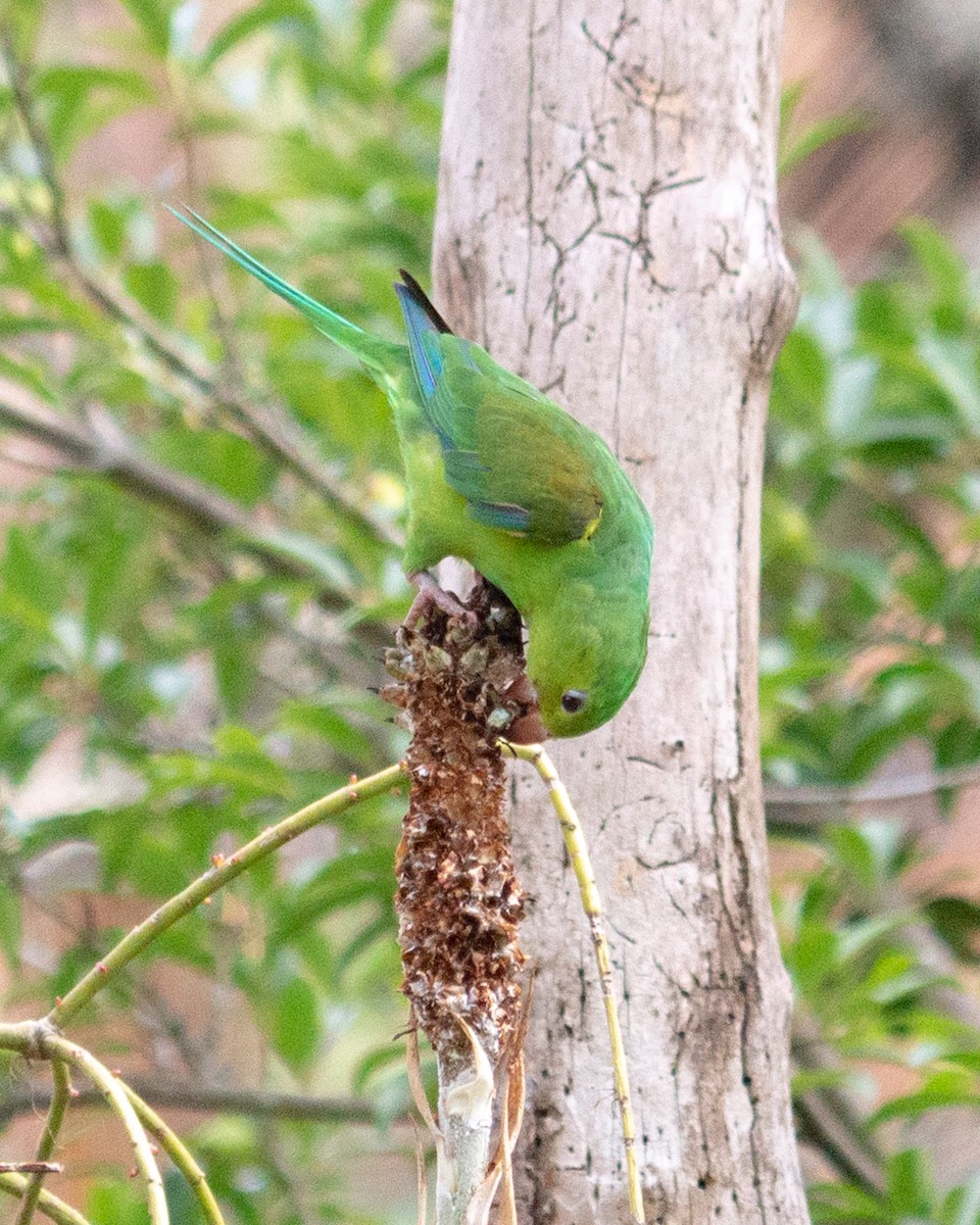 オナガミドリインコ - ML647685022
