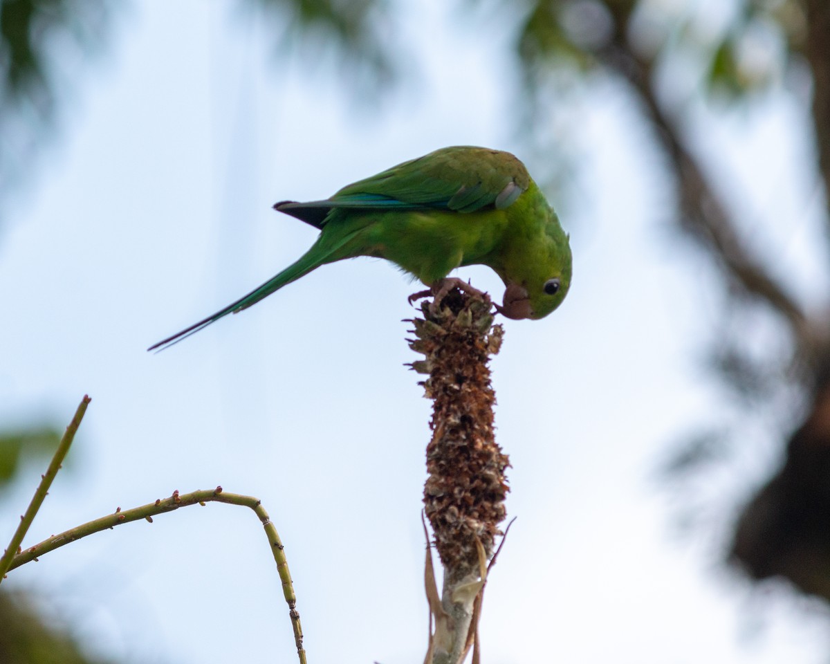 オナガミドリインコ - ML647685023