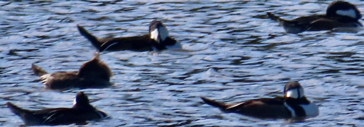 Schwarzkopf-Ruderente - ML647685029