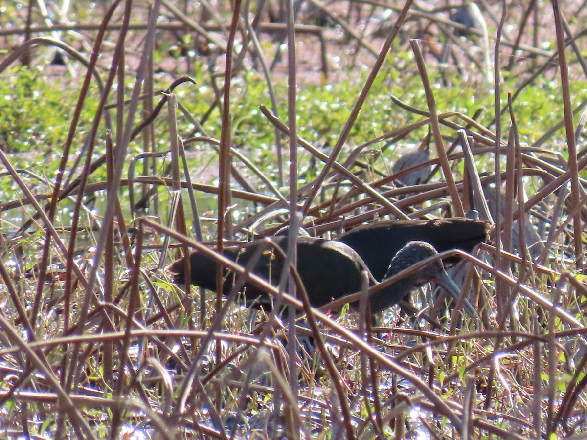 Beltzaran musuzuria - ML647685040