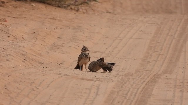 Хохлатый жаворонок - ML647685043